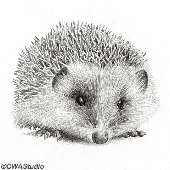 Ежик карандашом