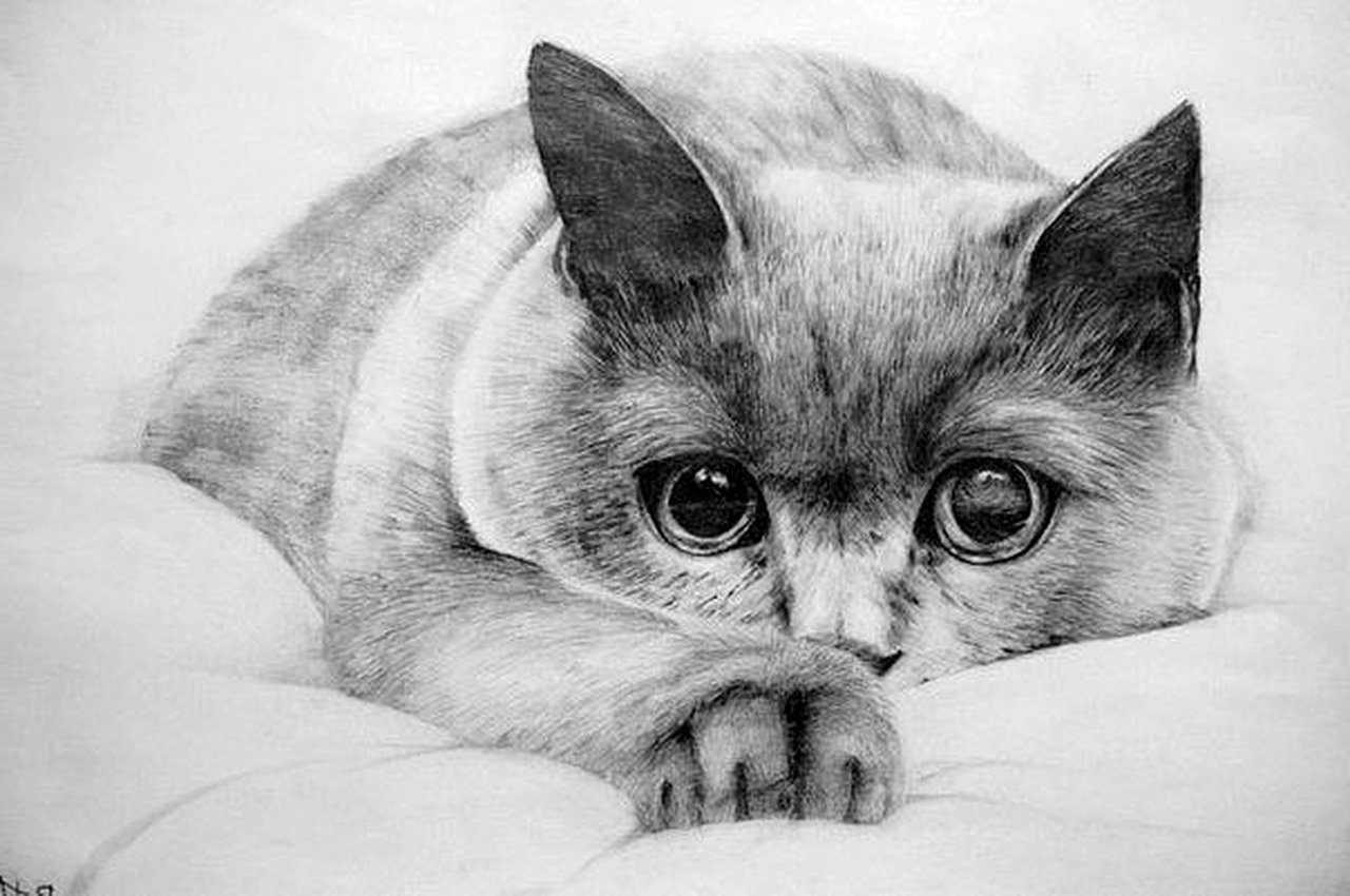 Красивые рисунки карандашом для начинающих кот
