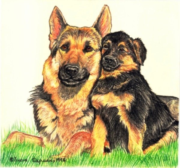 Немецкая овчарка цветными карандашами