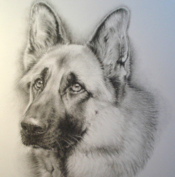 Немецкая овчарка рисунок карандашом