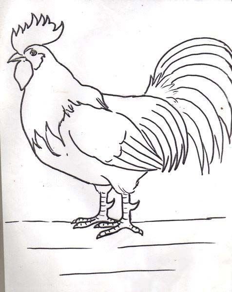 Линейный рисунок петуха