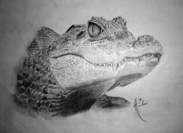 Эскиз головы крокодила
