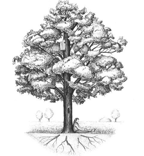 Большое дерево карандашом