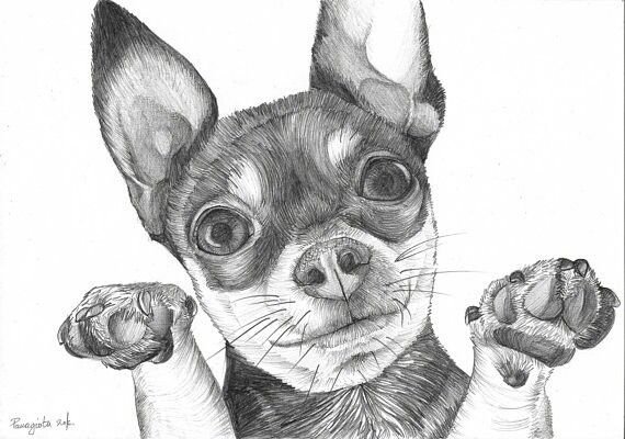 Смешные чихуа карандашом