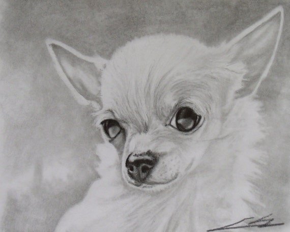 Чихуахуа карандашом для срисовки