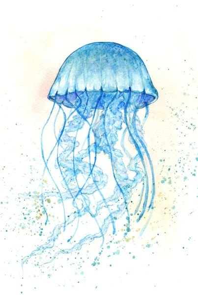 Медуза цианея строение