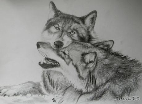 Пара Волков рисунок карандашом
