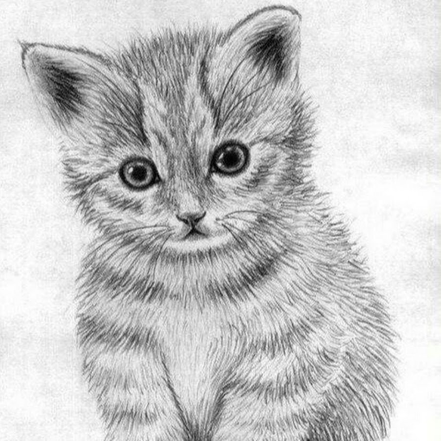 Красивый рисунок кошки карандашом