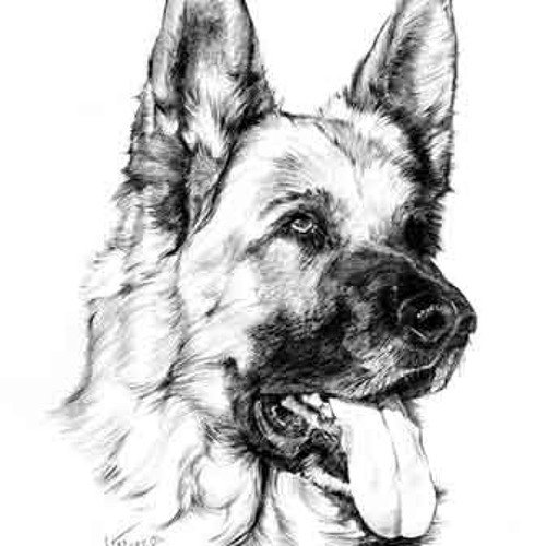 Раскраска немецкая овчарка
