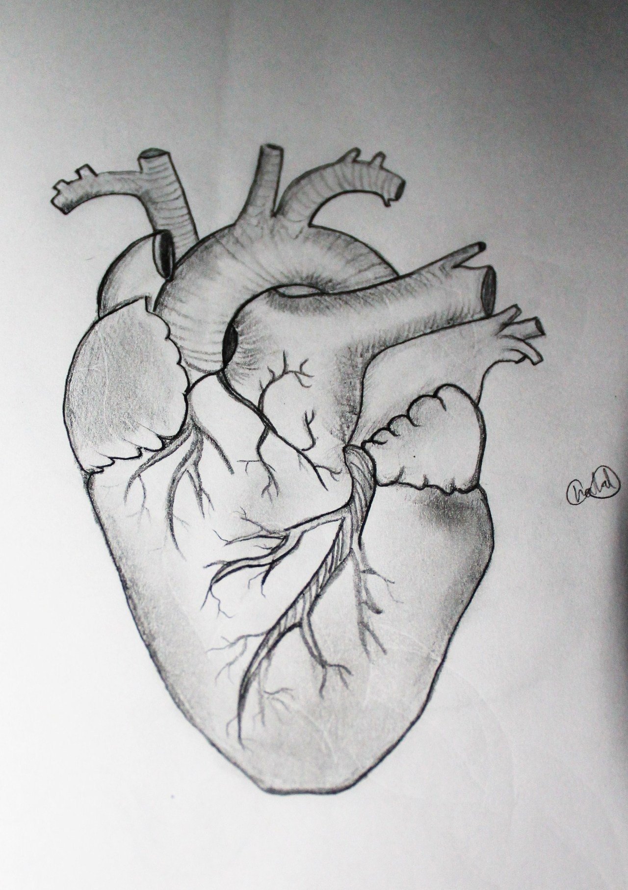 Рисунок сердца человека для срисовки