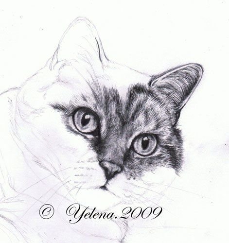 Нарисовать котенка ручкой