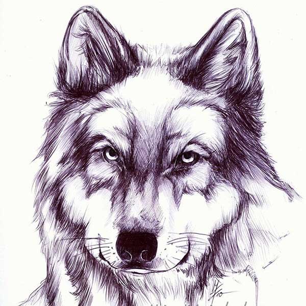 Волк гелевой ручкой