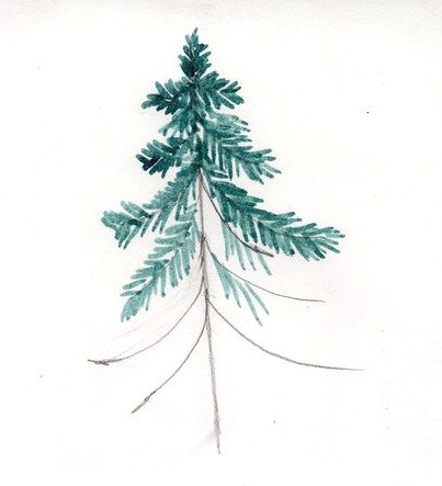 Поэтапное рисование елки красками