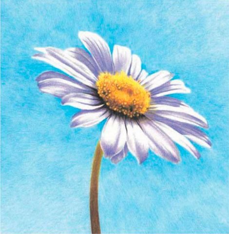 Ромашки акварельными карандашами