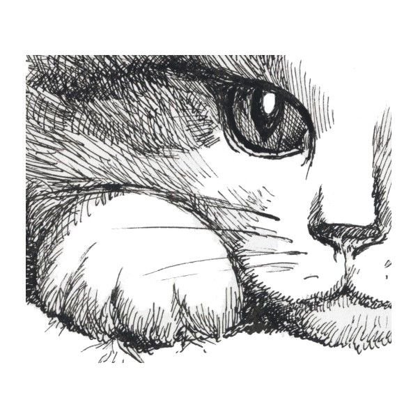 Кошачья морда рисунок карандашом