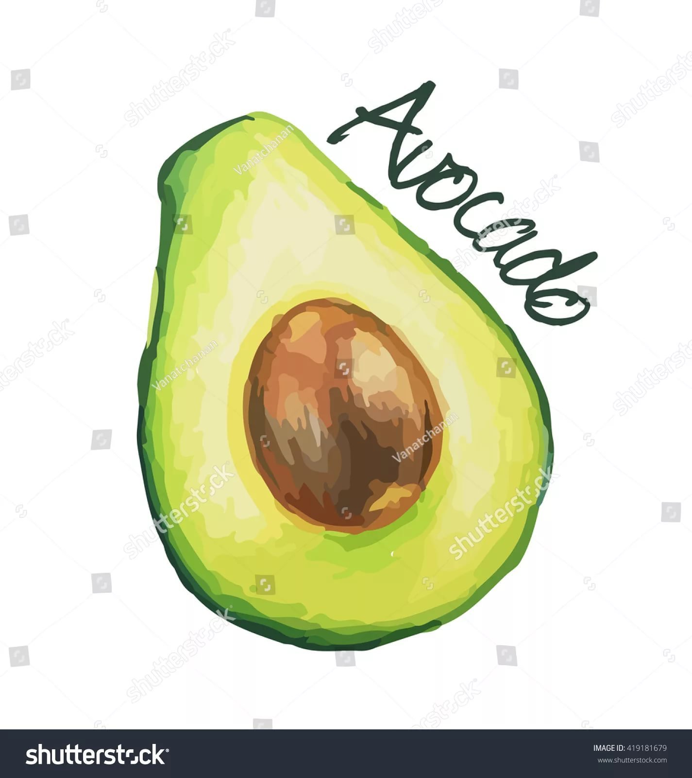 Авокадо рисунок скетч