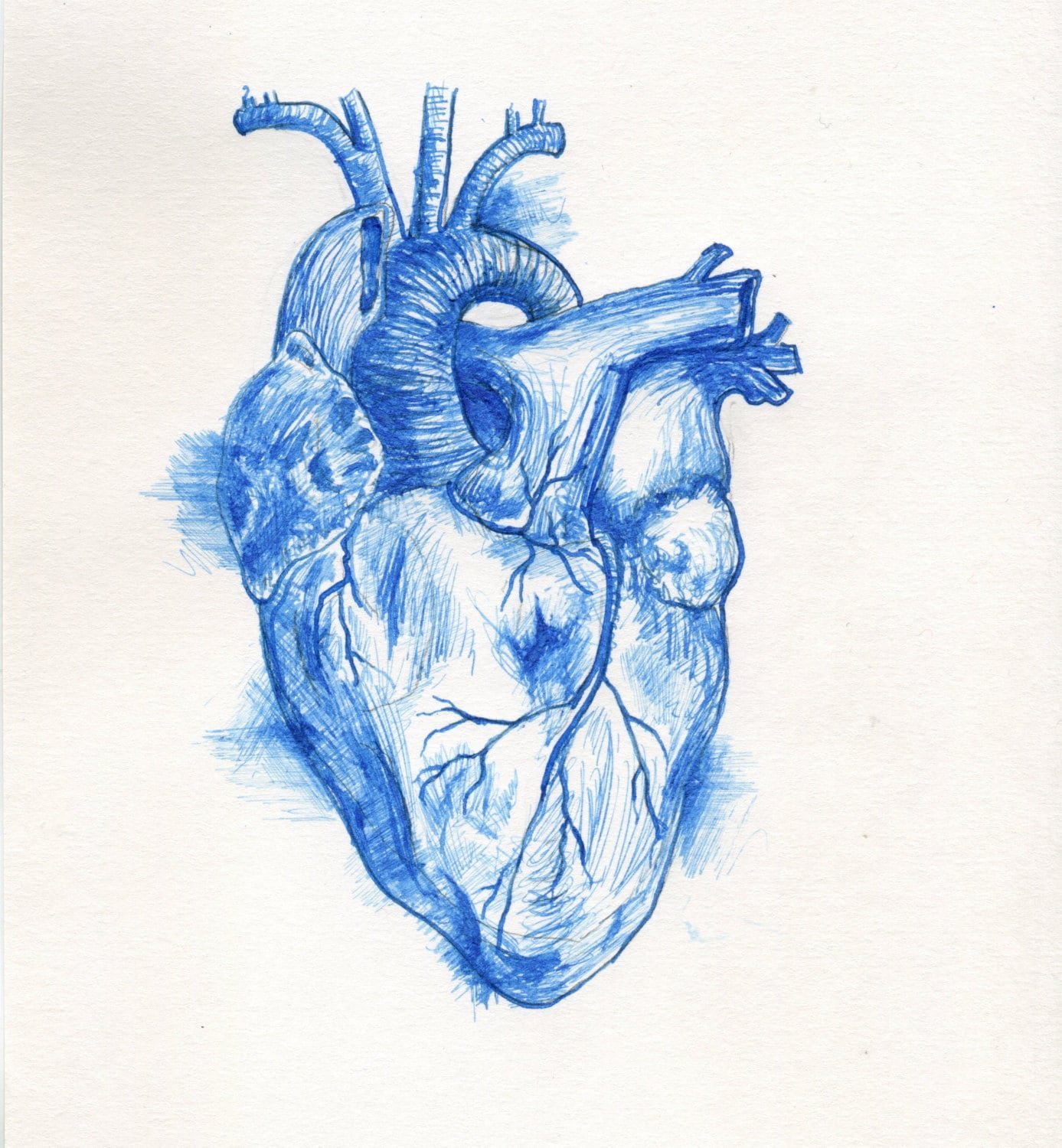 Анатомическое сердце карандашом