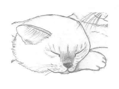 Спящий котенок рисунок карандашом