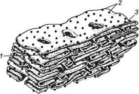 Комплекс Гольджи рисунок