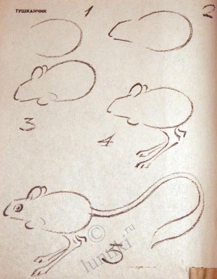 Как нарисовать тушканчика