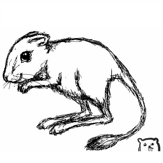 Тушканчик рисунок