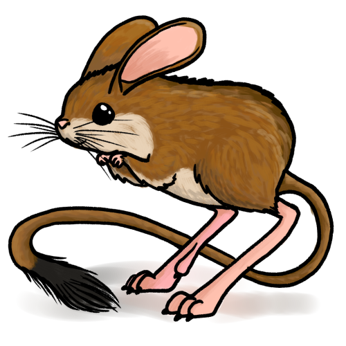 Тушканчик вектор