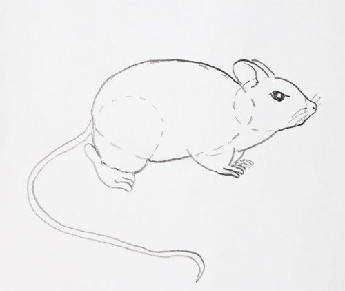Мышь нарисованная мини сбоку