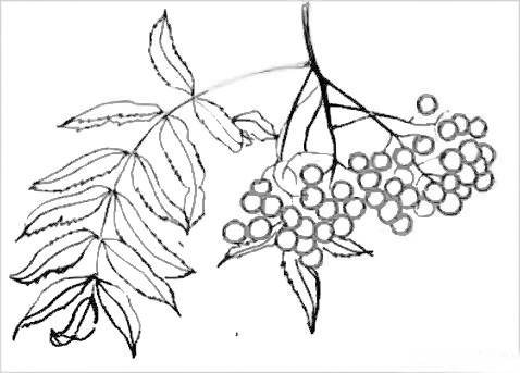 Ветка с ягодами рисование