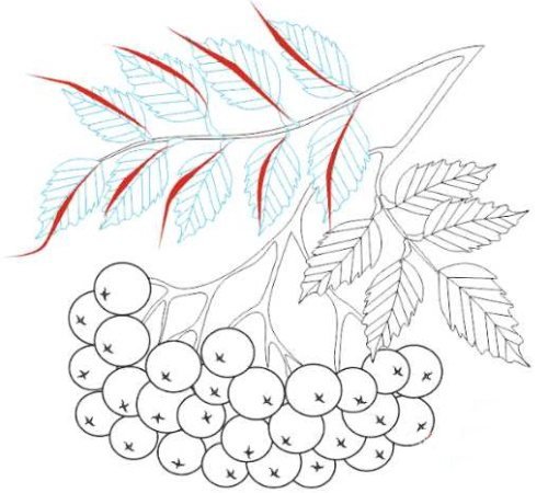 Кисть рябины раскраска