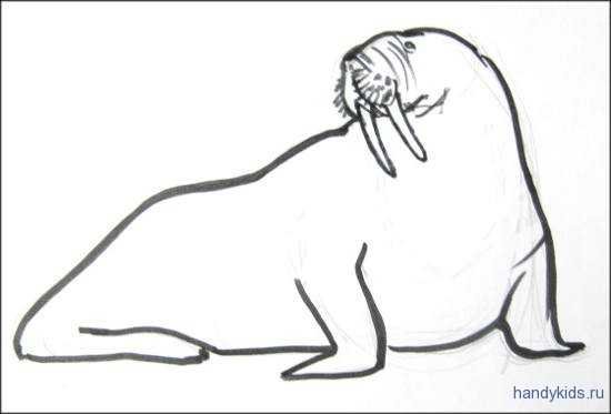 Морж карандашом