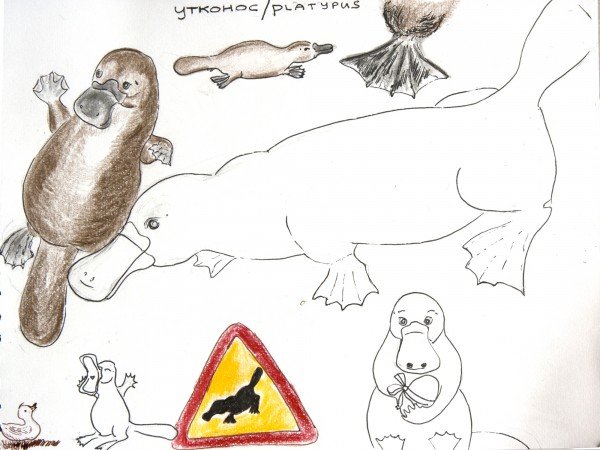 Утконос нарисовать