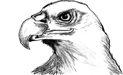 Голова орла карандашом легко
