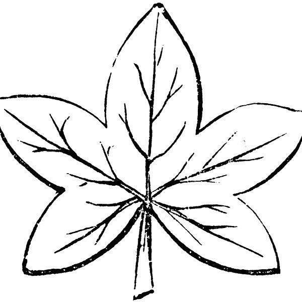 Кленовый лист карандашом
