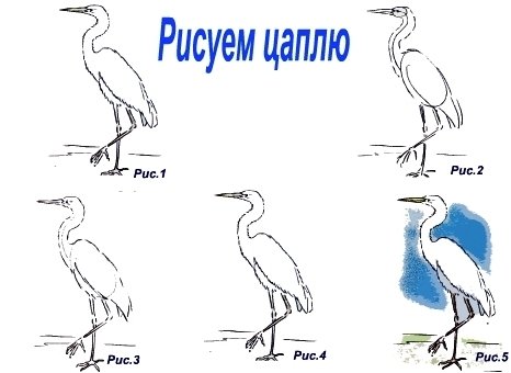 Рисование для детей цапля