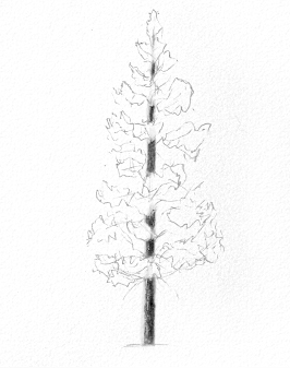 Сосна рисунок легкий