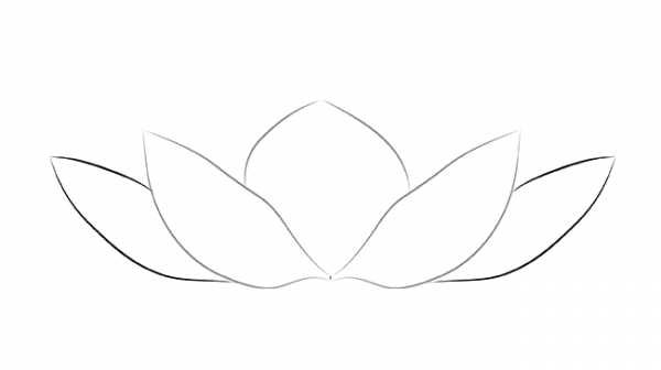 Кувшинка белая водяная Лилия