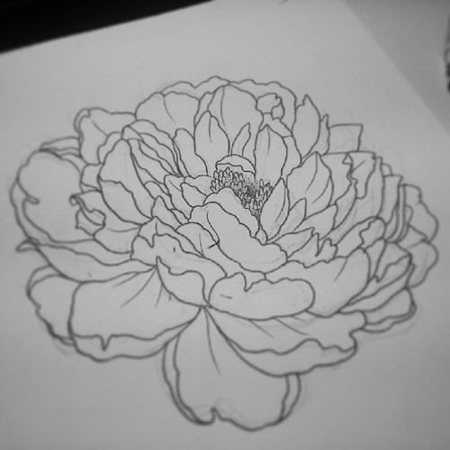 Пион для срисовки красиво