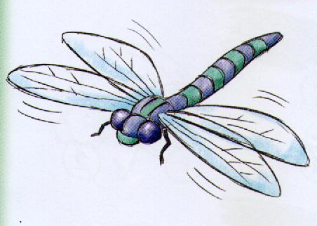 Стрекоза цветными карандашами