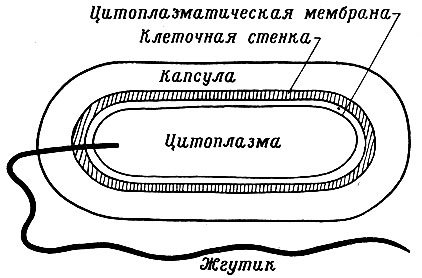 Клеточеая стенкарастильной клетки