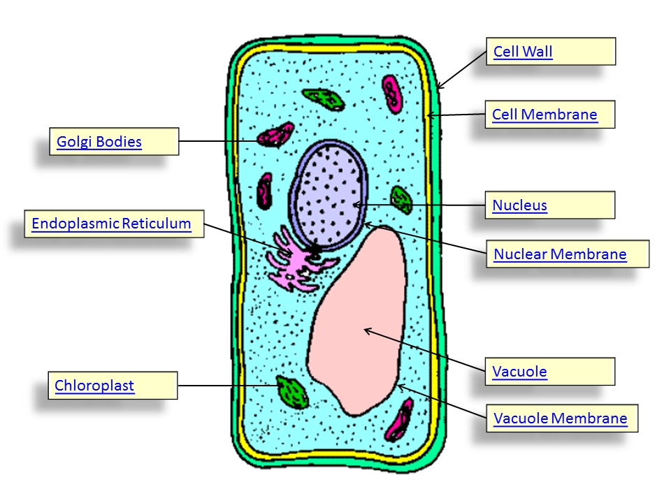 Рисунок растительной клетки 6 класс биология впр. Plant Cell. Растительная клетка. Растительная клетка рисунок. Клеточная стенка рисунок.
