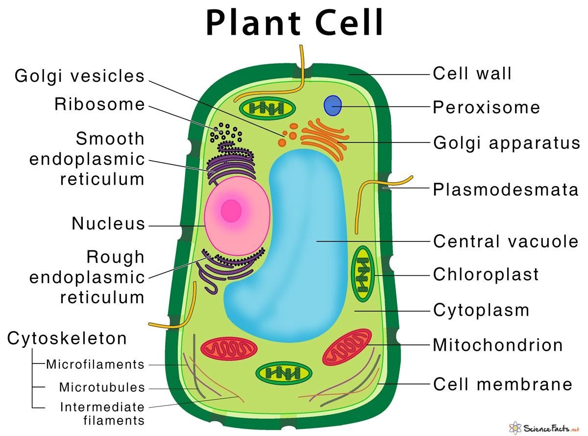 Клетка Plant Cell