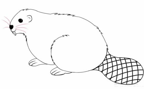 Как поэтапно нарисовать Бабр