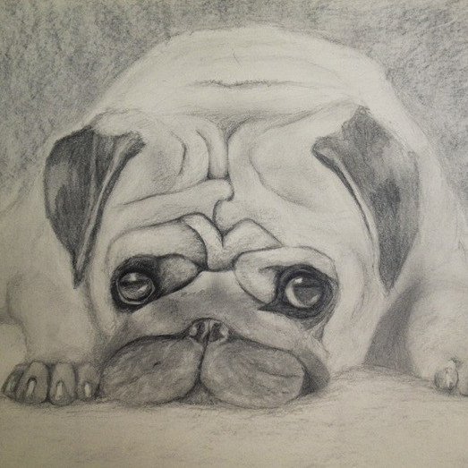 Мопс карандашом