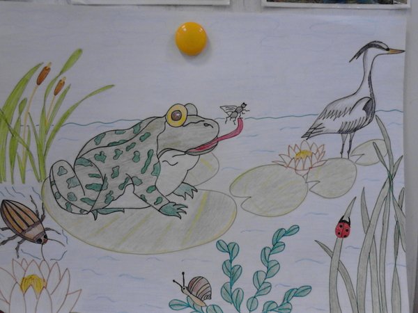 Лягушка путешественница рису