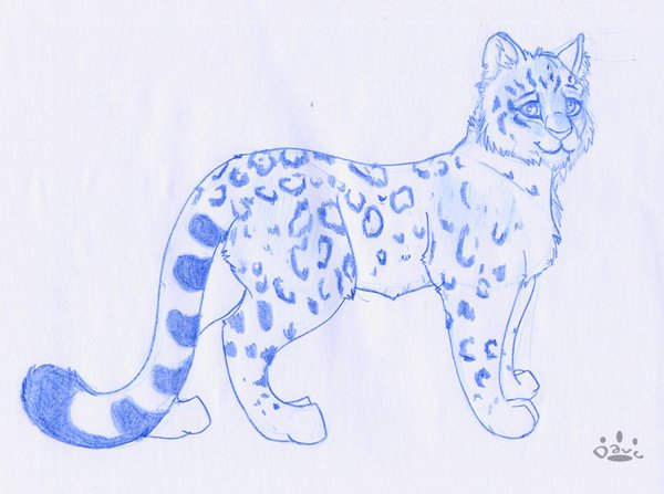 Снежный Барс для срисовки