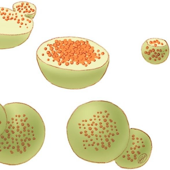 Лизосомы в растительных клетках