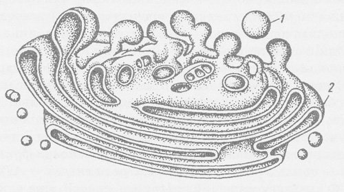 Рисунок лизосомы клетки