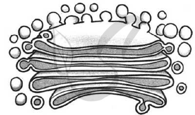 Лизосома модель