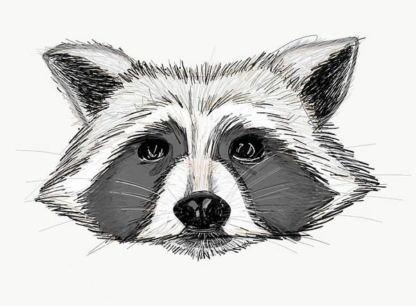 Енот для срисовки