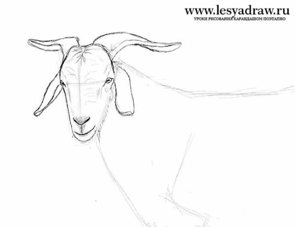 Рисовать козла поэтапно